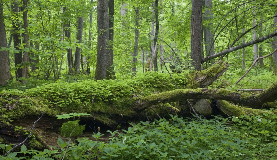 Puszcza Białowieska (Polska/Białoruś)