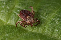 Naukowcy biją na alarm. Nowe badania w sprawie kleszczy niepokoją