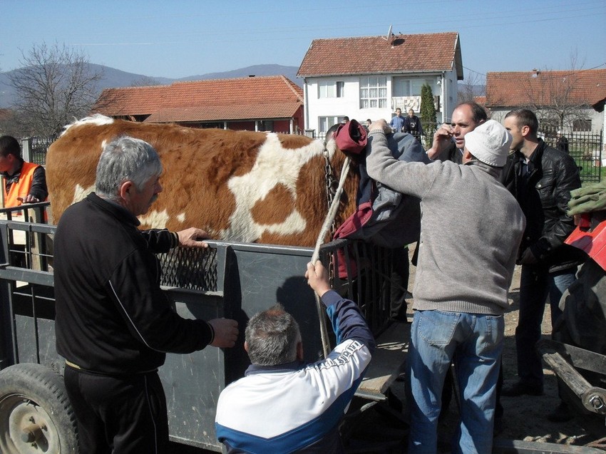 Ugroženi ovce i goveda: Stočna pijaca u Žitorađi