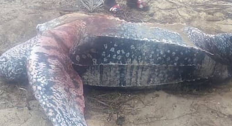 Dead Leatherback turtle