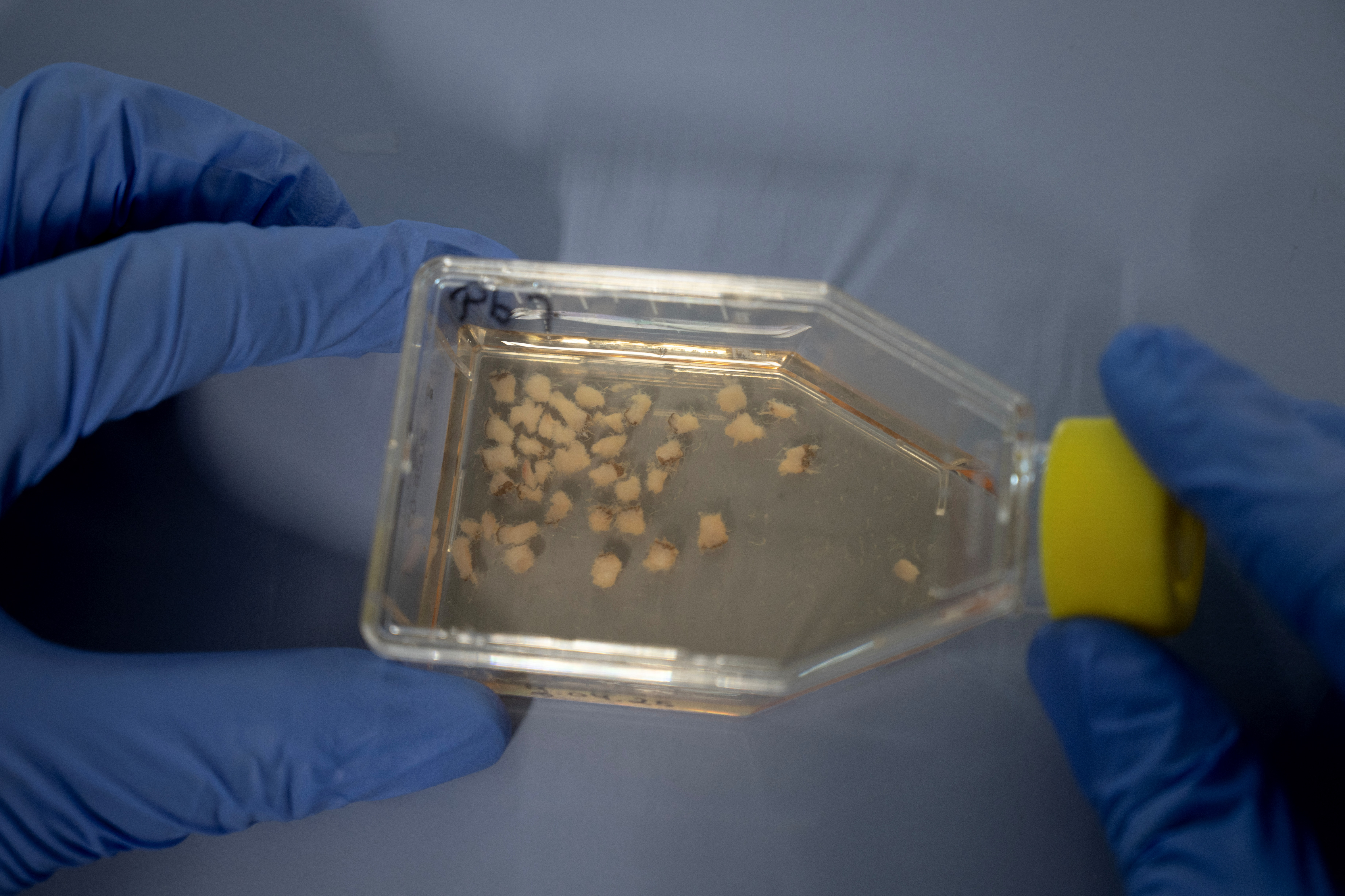 Pantelleria: lago siciliano rivela origine della vita