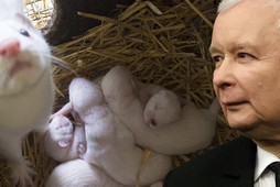 Prezes PiS Jarosław Kaczyński norki zwierzęta futerkowe kampania antyfutrzarska