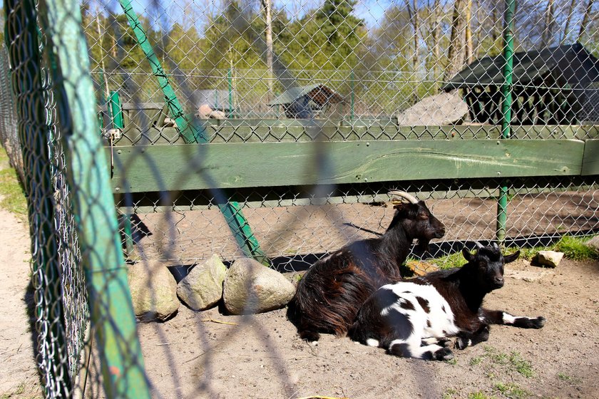 Mini zoo w Łeba Parku