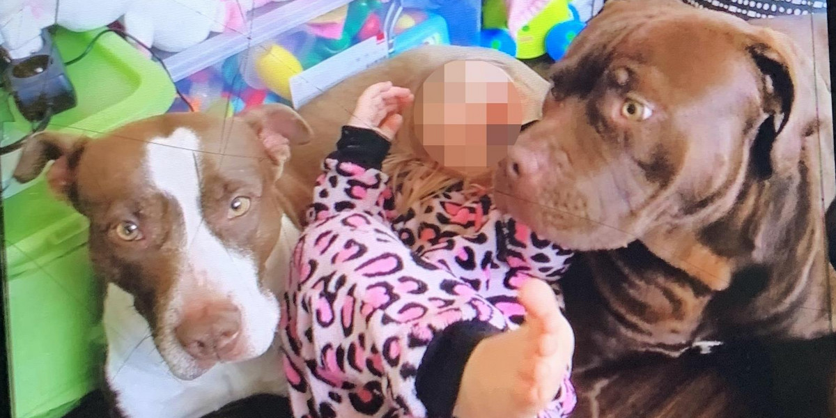 W mieszkaniu przebywały dwa psy typu pitbull. Dziecko zaatakował pies Joker (na zdjęciu z prawej).