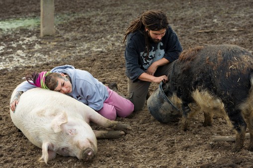 Monika i Marcin Krasoniowie - właściciele Azylu dla Świń Gieniutkowo ze swoimi podopiecznymi.