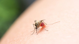 Jak korzystać ze środków odstraszających komary? Ekspert mówi, co najlepiej odstrasza komary