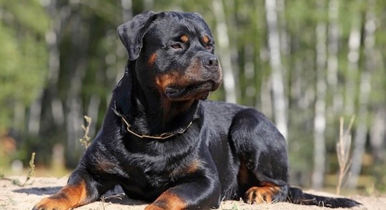 A Rottweiler.