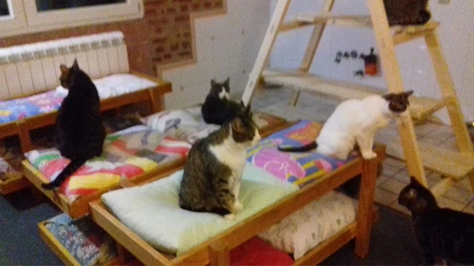 prihvatiliste za macke foto S Lukovic