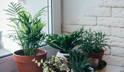  Zdrowe rośliny - które warto mieć w domu i dlaczego? 