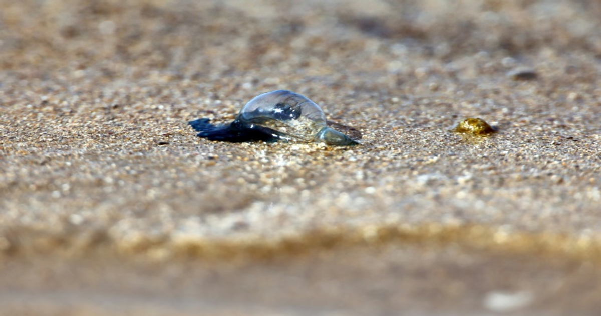 Physalies : les plages du Sud-Ouest fermées par l'invasion