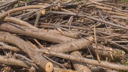 co zrobić z gałęziami po przycinaniu drzew? jak wykorzystać gałęzie w ogrodzie? gdzie wyrzucić gałęzie z działki? nowe przepisy 2026