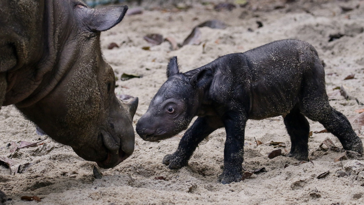 W Indonezji urodził się nosorożec sumatrzański. Zostało ich zaledwie 80