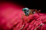 Macro Shot Of Mosquito On Red Fabric