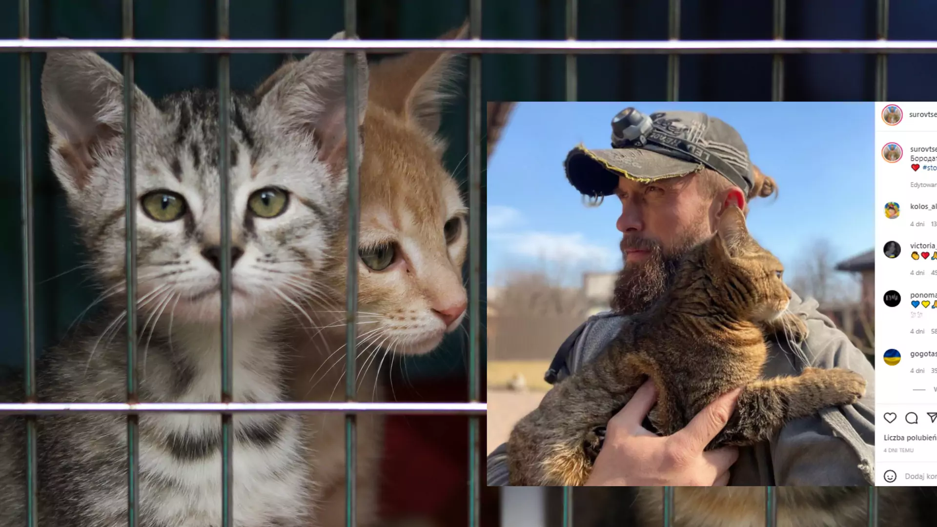 Ukraiński aktor z narażeniem życia ratuje dziesiątki kotów w Irpieniu. Pokazał okrucieństwo wojny [WIDEO]