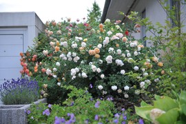 Ovih 6 popularnih cvetnih žbunova uneće posebnu čar u svaku baštu: Štite od pogleda i vetra, i daju vrtu strukturu tokom cele godine