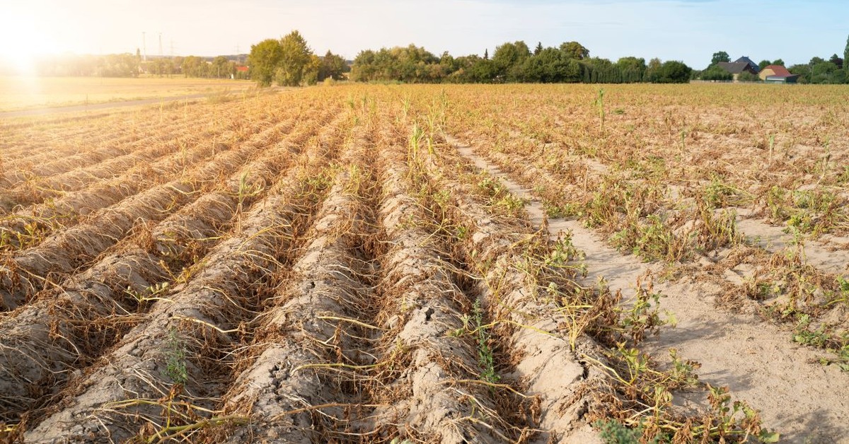 Minister rolnictwa wskazał, kiedy UE przedstawi nowe zasady handlu z Ukrainą. „Było istotne faworyzowanie Ukrainy” [NEWS DGP]