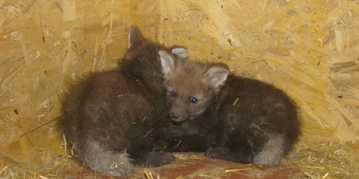 Narodziny wilków w Śląskim ZOO