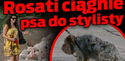 Rosati ciągnie psa do stylisty