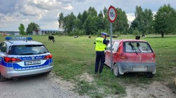 11-latek porwał samochód i uciekał przed policją. To nie jest żart