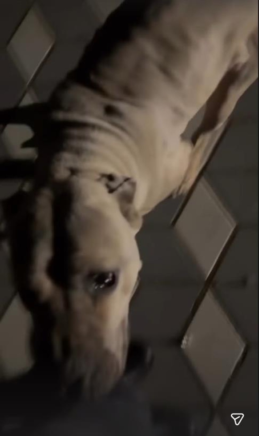 Darko se igra sa psom