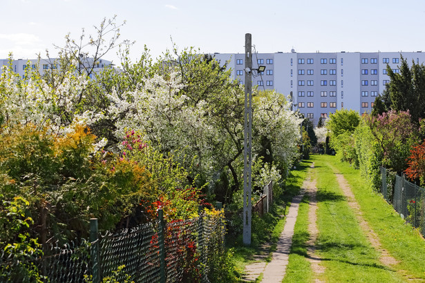 ogródki działkowe, działka, ROD