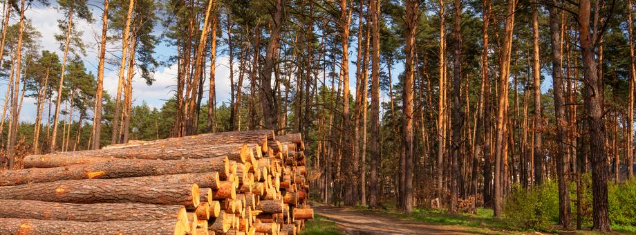 „Lasy Państwowe to firma hierarchicznie zarządzana, zatrudniająca około 26 tysięcy osób”. Pracownicy tej instytucji są „zaniepokojeni, a wręcz przerażeni ilością eksportowanego drewna, nieprzerobionego, z naszego kraju”.