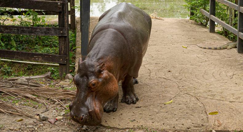 A hippo descended from the animals that the late drug lord Pablo Escobar once brought to Colombia.Luis Bernardo Cano/picture alliance via Getty Images