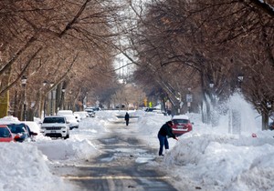Bafalo nakon mećave
