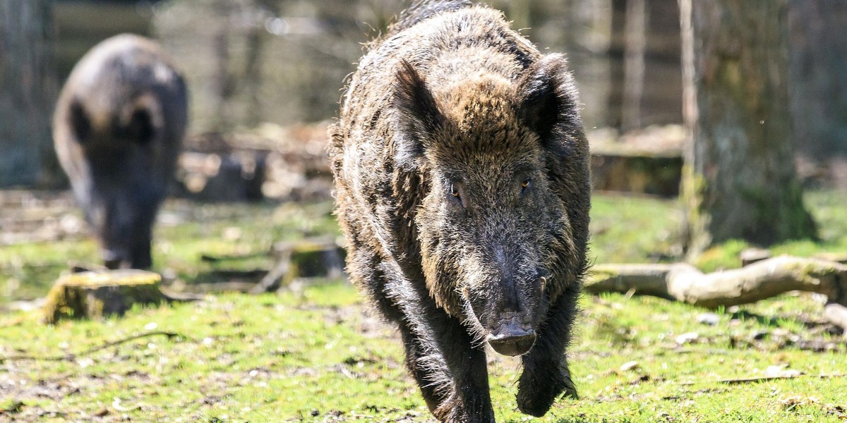 Dzik może być baradzo niebezpieczny