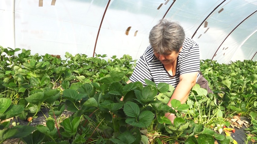DO BERAČA SE TEŠKO DOLAZI