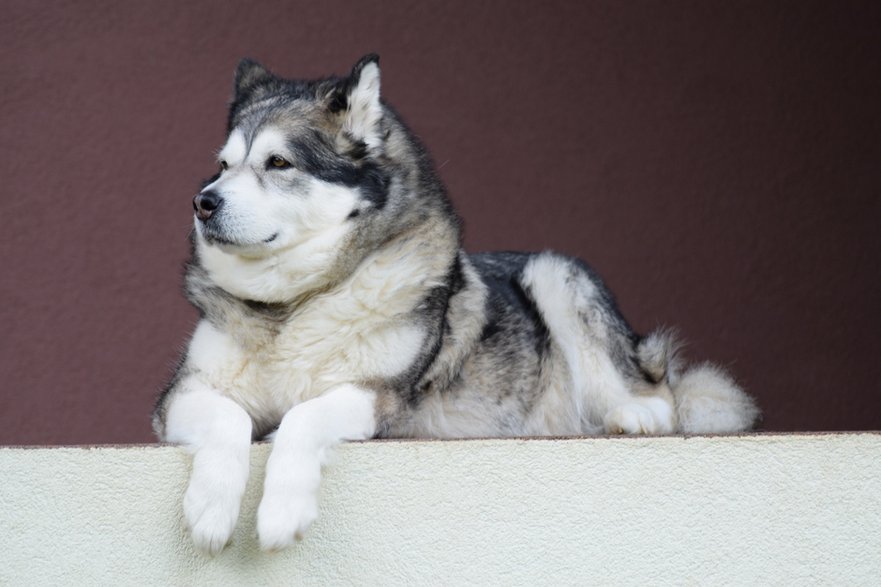 Alaskan malamute to pies, który nie wykazuje agresji - ertuzio/pixabay.com