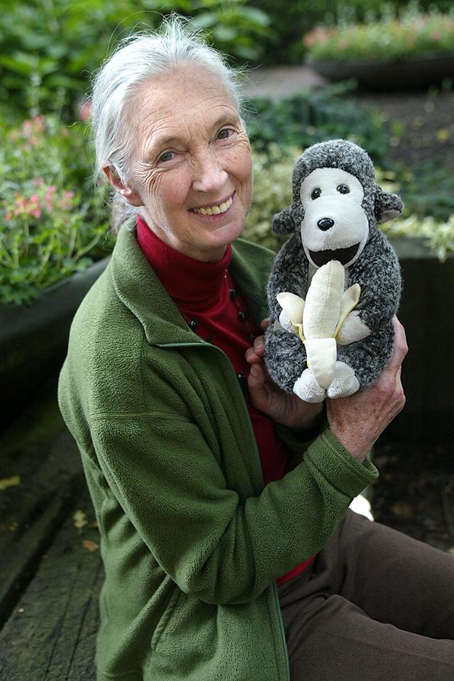 10 tény, amit tudnod kell a fantasztikus Jane Goodall emlőskutatóról