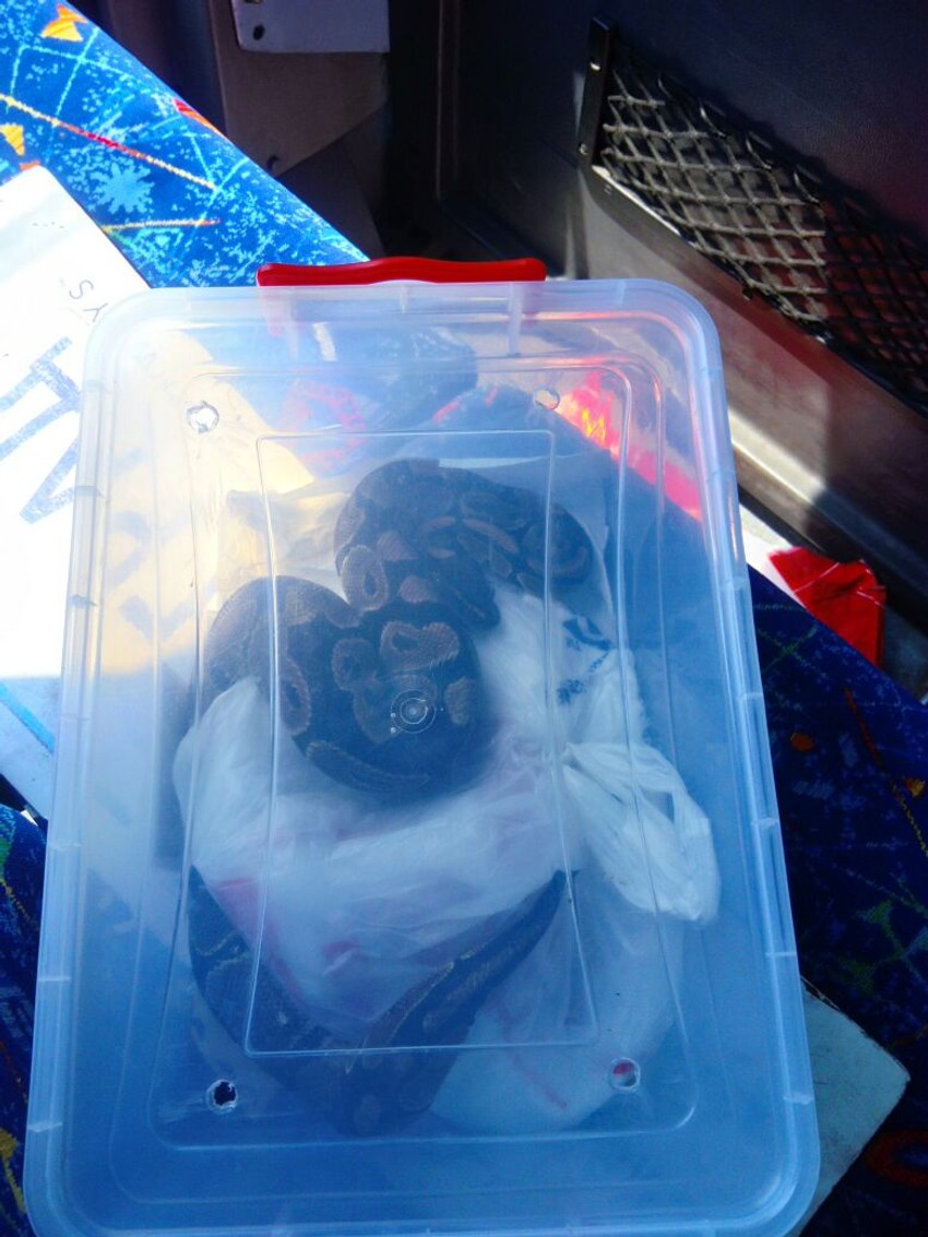 Piton koji je izazvao paniku