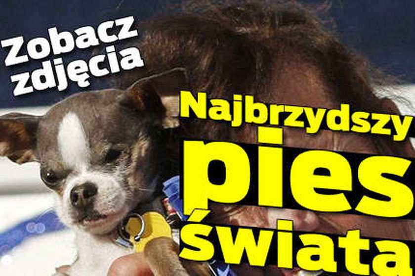 Najbrzydszy pies świata. Zobacz zdjęcia