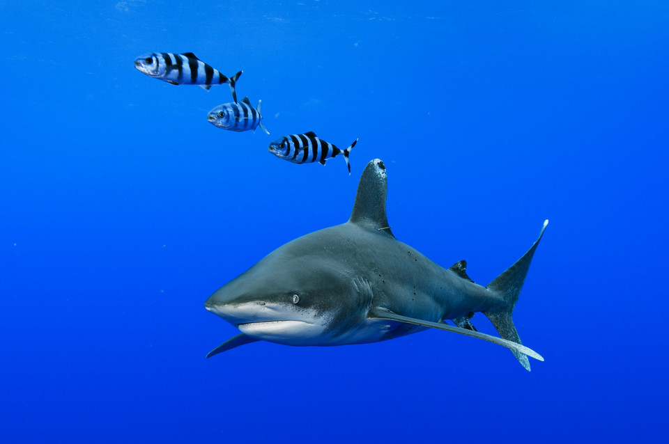 „Arcytrudna misja: rekiny w obronie” – sobota 26 sierpnia o godz. 18:00