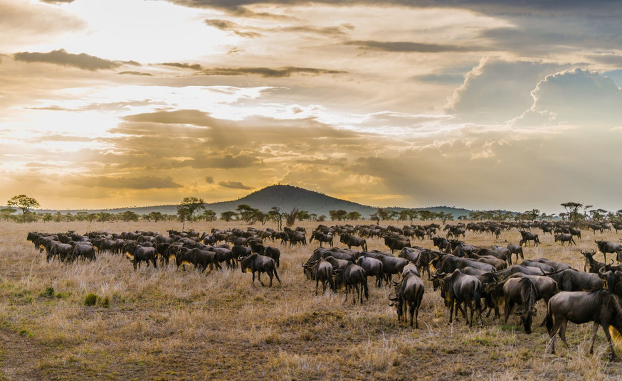 Park Narodowy Serengeti