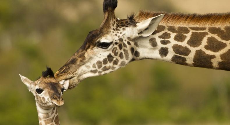 Giraffes have a peculiar way of giving birth.