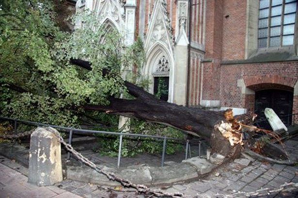 Burza łamała drzewa na Kujawach