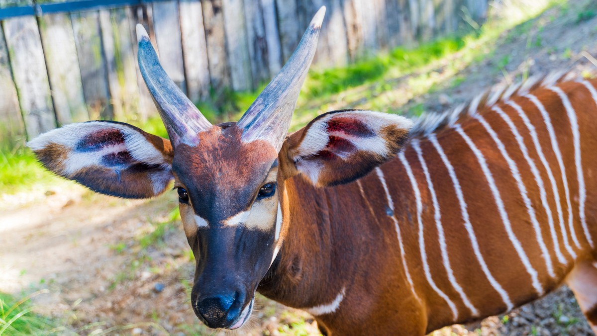 Warszawa: Wybierz imię dla małej antylopy bongo. Zoo ogłosiło konkurs