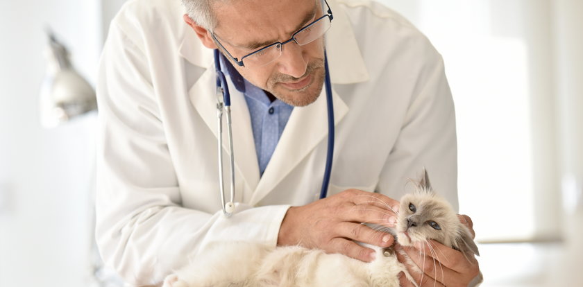 Też dostałeś SMS? Obowiązkowe szczepienia na wściekliznę dla kotów. Dlaczego wprowadzają ten obowiązek? 