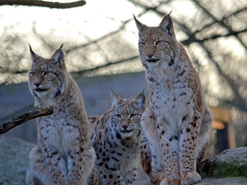 Oto nowi mieszkańcy wrocławskiego zoo