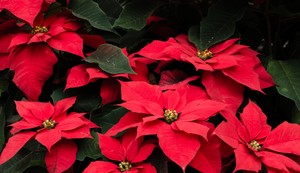 Božićna zvezda pokretač je simptoma alergije na lateks