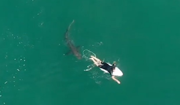 Misteriozno doba ajkula 