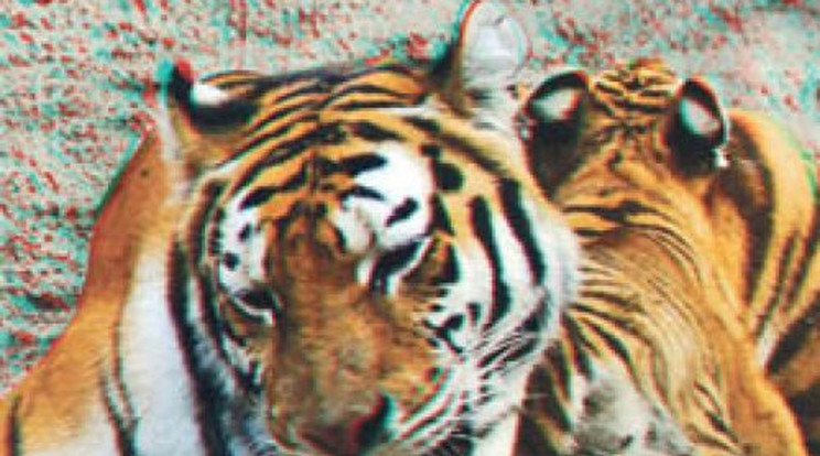 Így fürdenek a tigriskölykök