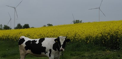 Przez te wiatraki krowy nie dają mleka