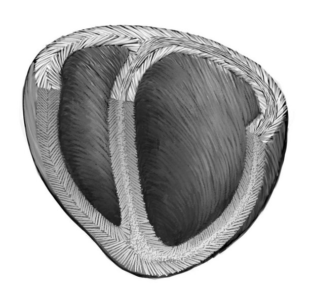 Schematyczny rysunek przedstawiający ułożenie włókien w sercu