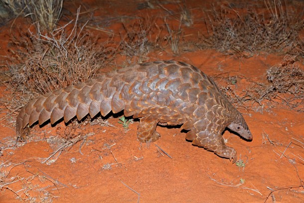 Wildlife Encounters From the Safety of Your Couch 