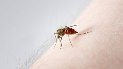 Folytatódik a szúnyogirtás: ezeken a településeken veszik fel a harcot a vérszívók ellen