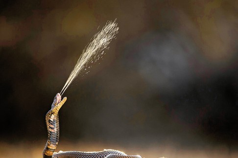 Naja mossambica, kobra plująca. Występuje na terenach południowo--wschodniej Tanzanii i w Afryce Północnej. Fot. Guy Edwardes/Nature Picture Library/BE&W