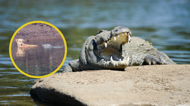 Zamiast go zjeść, krokodyle uratowały psu życie. I to na oczach zszokowanych naukowców